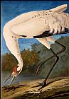 John James Audubon Whooping Crane painting
